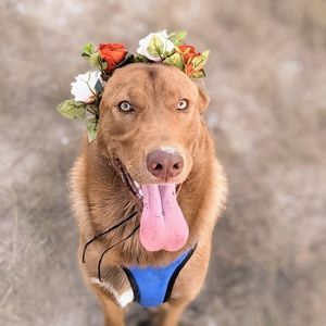 Dog flower crown with clasp